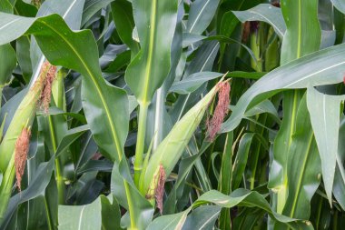 Tatlı Mısır alanında