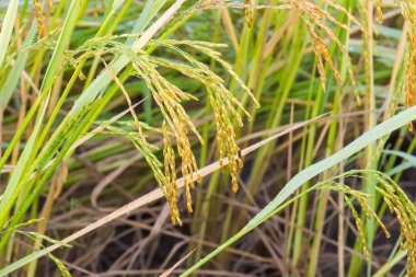 Çeltik pirinç alan arka bahçesinde