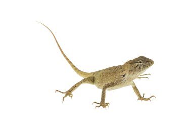 Bukalemun beyaz arka plan üzerinde izole kapatmak.