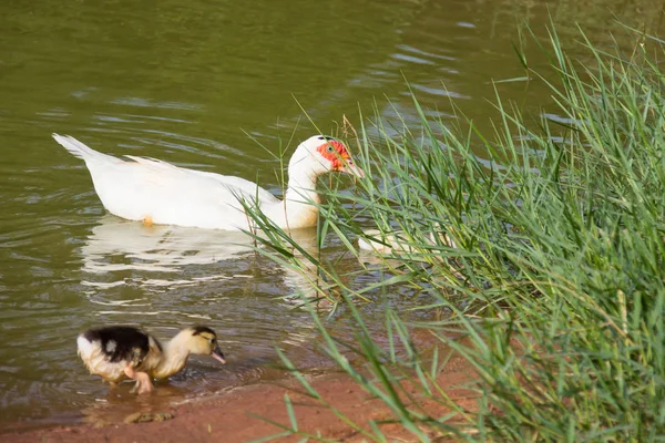 Ducks floats on water in swimming pool — Stock Photo, Image