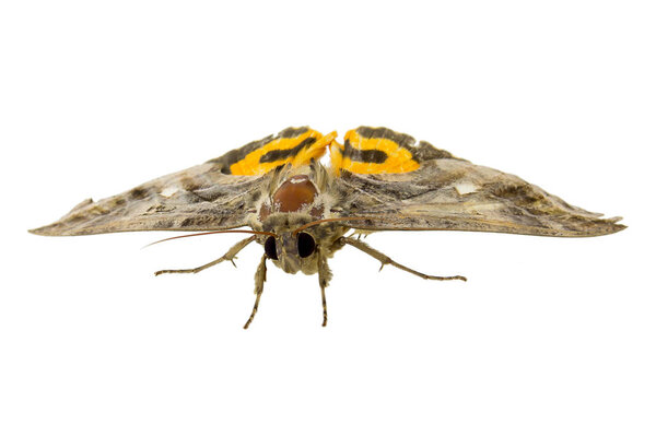 красивая желтая бабочка на белом фоне