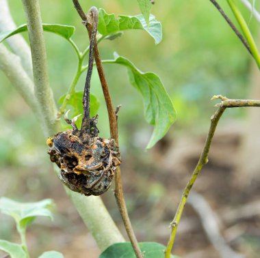 Bahçedeki ağaç çürümüş patlıcan.
