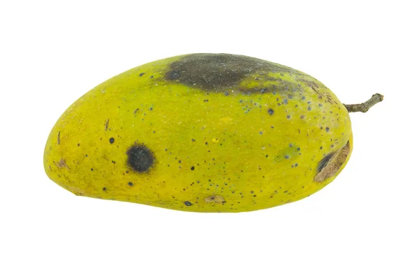 Mangos amarillos podridos aislados sobre fondo blanco —  Fotos de Stock