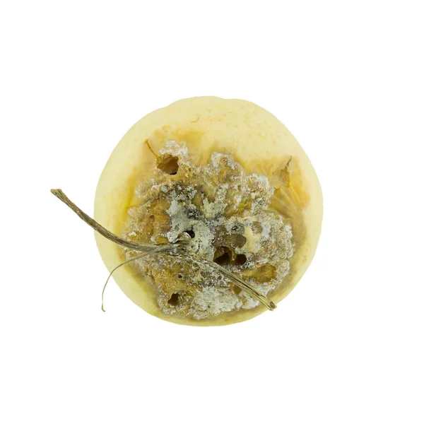 Cantaloupe rotten isolated on whited background. — Stock Photo, Image