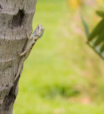 Hindistan cevizi ağacı üzerinde closeup kertenkele