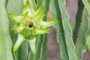 Dragon meyve, ağaç Pitaya