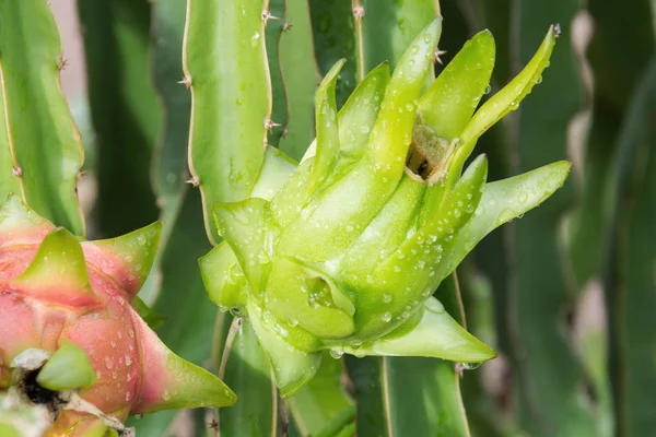 Dragon meyve, ağaç Pitaya