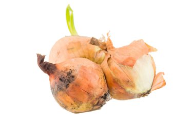 beyaz arkaplanda izole edilmiş çürük soğan