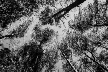 siyah-beyaz ağaçlarının silhouettes