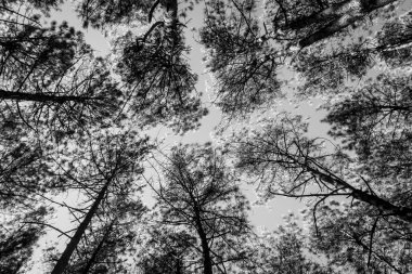 siyah-beyaz ağaçlarının silhouettes