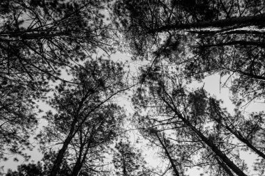 siyah-beyaz ağaçlarının silhouettes