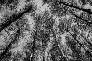 siyah-beyaz ağaçlarının silhouettes