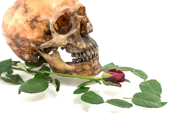 Skull with and  rose  isolated on a white background