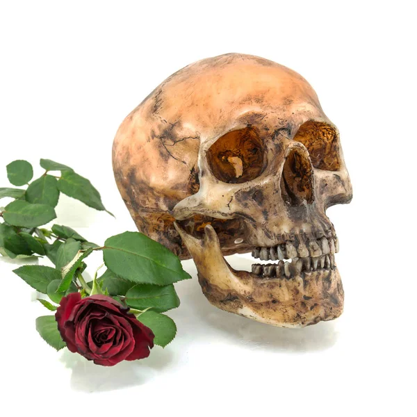 Kafatası ile ve beyaz bir arka plan üzerinde izole gül