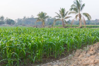 Zea mays Linn. , Tatlı mısır alanında