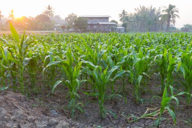 Zea mays Linn. , Tatlı mısır alanında