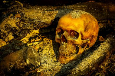 Küller ve orman yandı günlük insan kafatası ile natürmort