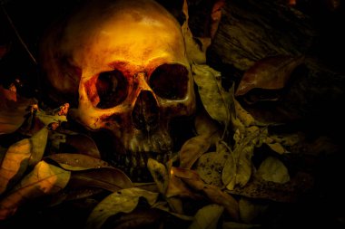 İnsan kafatası yaprak yığını ile natürmort