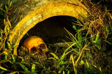 İnsan kafatası boru hattı ile natürmort