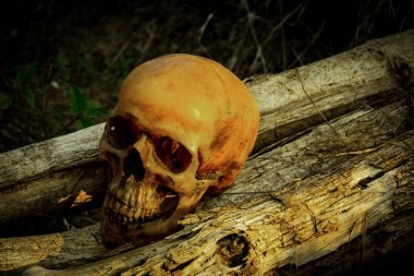 Bir kafatası üzerinde ahşap ile natürmort