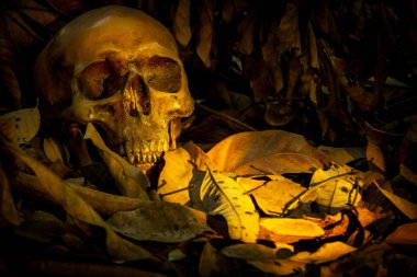 İnsan kafatası yaprak yığını ile natürmort