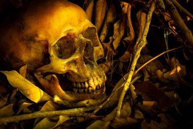 İnsan kafatası yaprak yığını ile natürmort