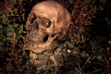 Ormandaki bir kafatası ile natürmort