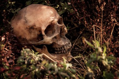 Ormandaki bir kafatası ile natürmort