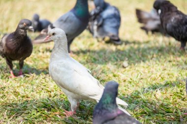 Kış yeşil çim park çayır üzerinde dinlenme yabani güvercin güvercin rock