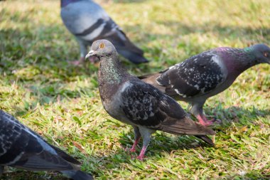 Kış yeşil çim park çayır üzerinde dinlenme yabani güvercin güvercin rock