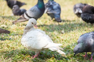 Kış yeşil çim park çayır üzerinde dinlenme yabani güvercin güvercin rock