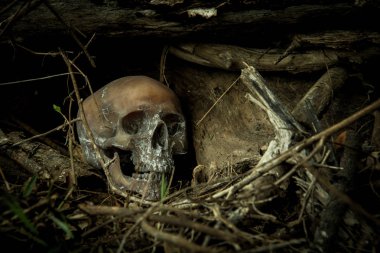 Ormandaki bir kafatası ile natürmort