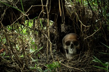 Ormandaki bir kafatası ile natürmort