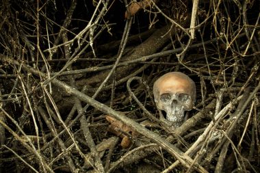 Ormandaki bir kafatası ile natürmort