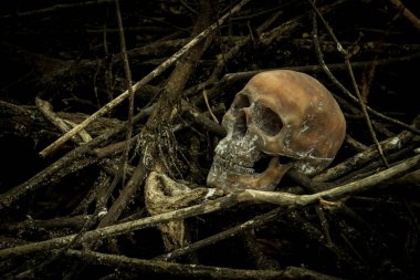 Ormandaki bir kafatası ile natürmort