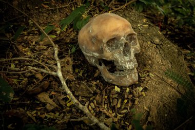 Ormandaki bir kafatası ile natürmort