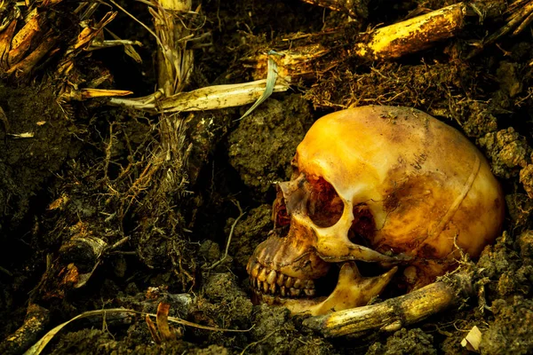 şeker kamışı tarlayı içinde insan kafatası ile natürmort