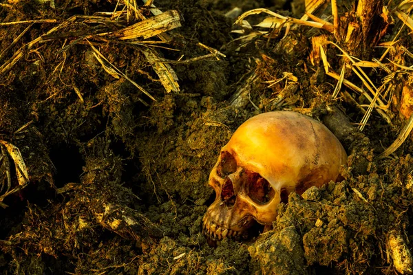 şeker kamışı tarlayı içinde insan kafatası ile natürmort