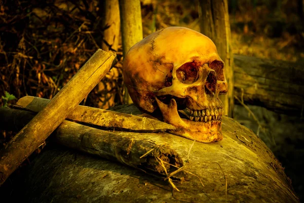 Naturaleza muerta con cráneo humano en la tubería — Foto de Stock