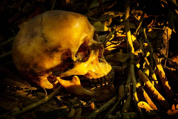 Ainda vida com crânio humano em uma pilha de folhas — Fotografia de Stock