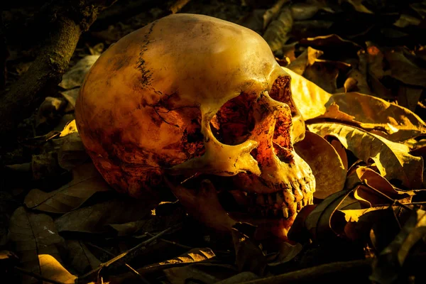 İnsan kafatası yaprak yığını ile natürmort