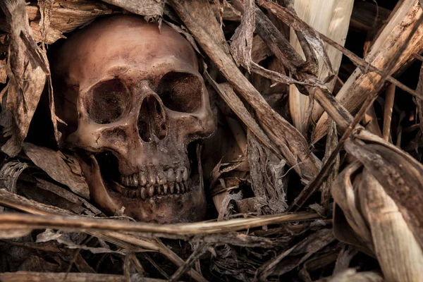 Naturaleza muerta con un cráneo en el maizal —  Fotos de Stock