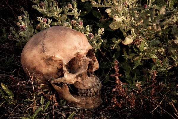 Natureza morta com um crânio na floresta — Fotografia de Stock