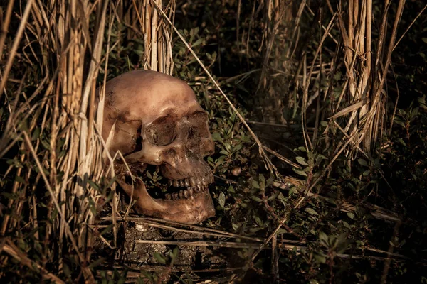 Naturaleza muerta con un cráneo en arroz —  Fotos de Stock