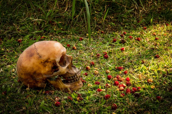 Ainda vida com Humano um crânio na grama — Fotografia de Stock