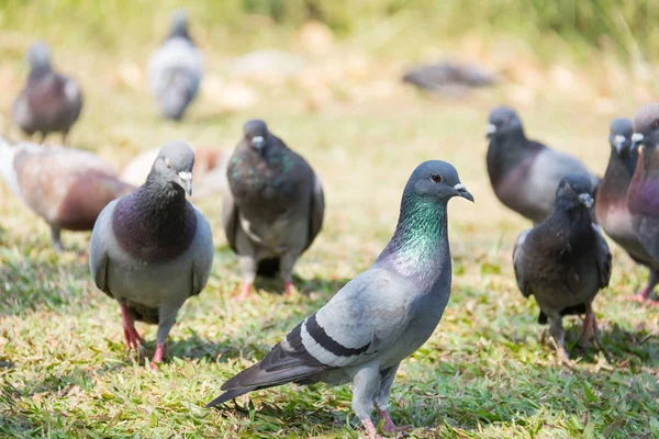 Kış yeşil çim park çayır üzerinde dinlenme yabani güvercin güvercin rock