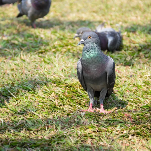 Vad galamb galambok pihent a téli zöld fű park rét ringat — Stock Fotó