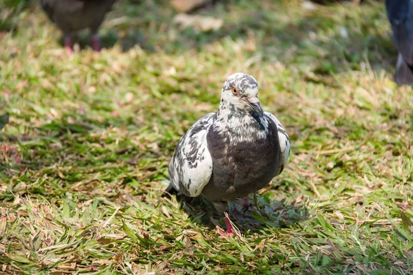 Rock feral pigeon doves resting on winter green grass park meadow — Stock Photo, Image