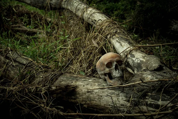 Natura morta con un teschio nella foresta — Foto Stock