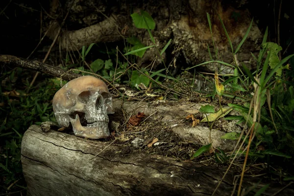 Naturaleza muerta con un cráneo en el bosque —  Fotos de Stock
